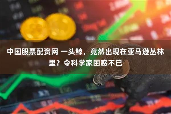 中国股票配资网 一头鲸，竟然出现在亚马逊丛林里？令科学家困惑不已